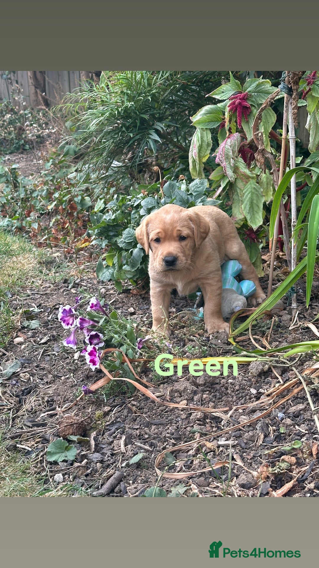 Labrador Retriever dogs for sale: Ready to leave! Beautiful KC Fox Red Labrador Girl - Image 15
