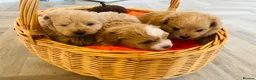Pomapoo dogs for sale: Stunning pomapoo puppies - Advert 30