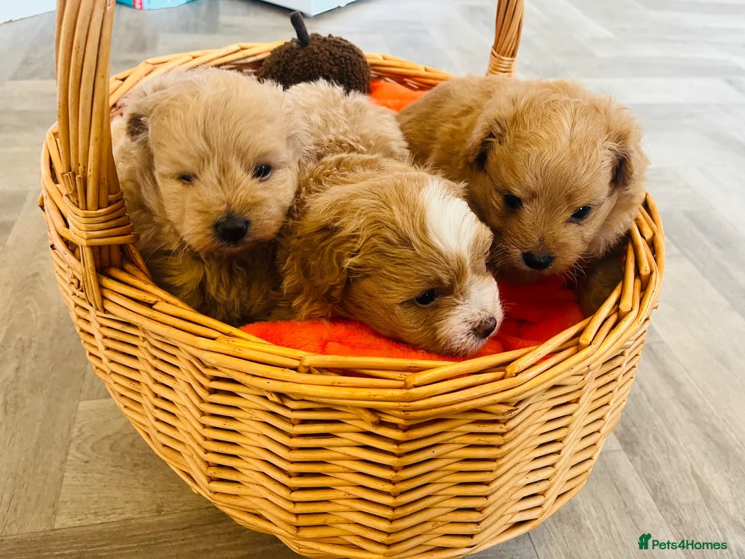 Pomapoo dogs for sale: Stunning pomapoo puppies - Advert 30