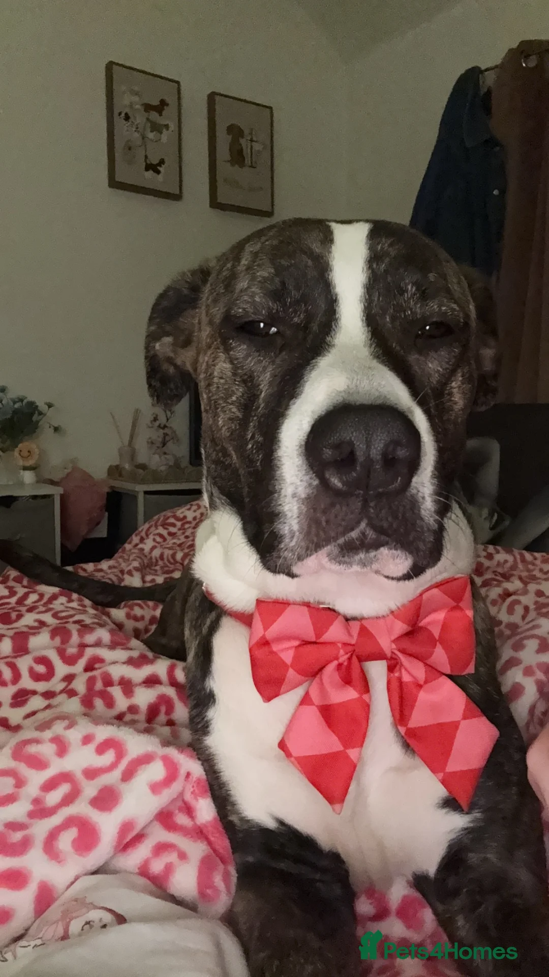 Mixed Breed dogs for sale: Cane corso x staffy in Walton-on-Thames - Advert 2