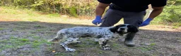 English Setter dogs for adoption: Bat   in Birkenhead - Advert 3