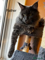 Maine Coon cats - Advert 10