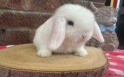 Mini Lop rabbits for sale: Beautiful mini lop bunnies ready to reserve  - Image 11