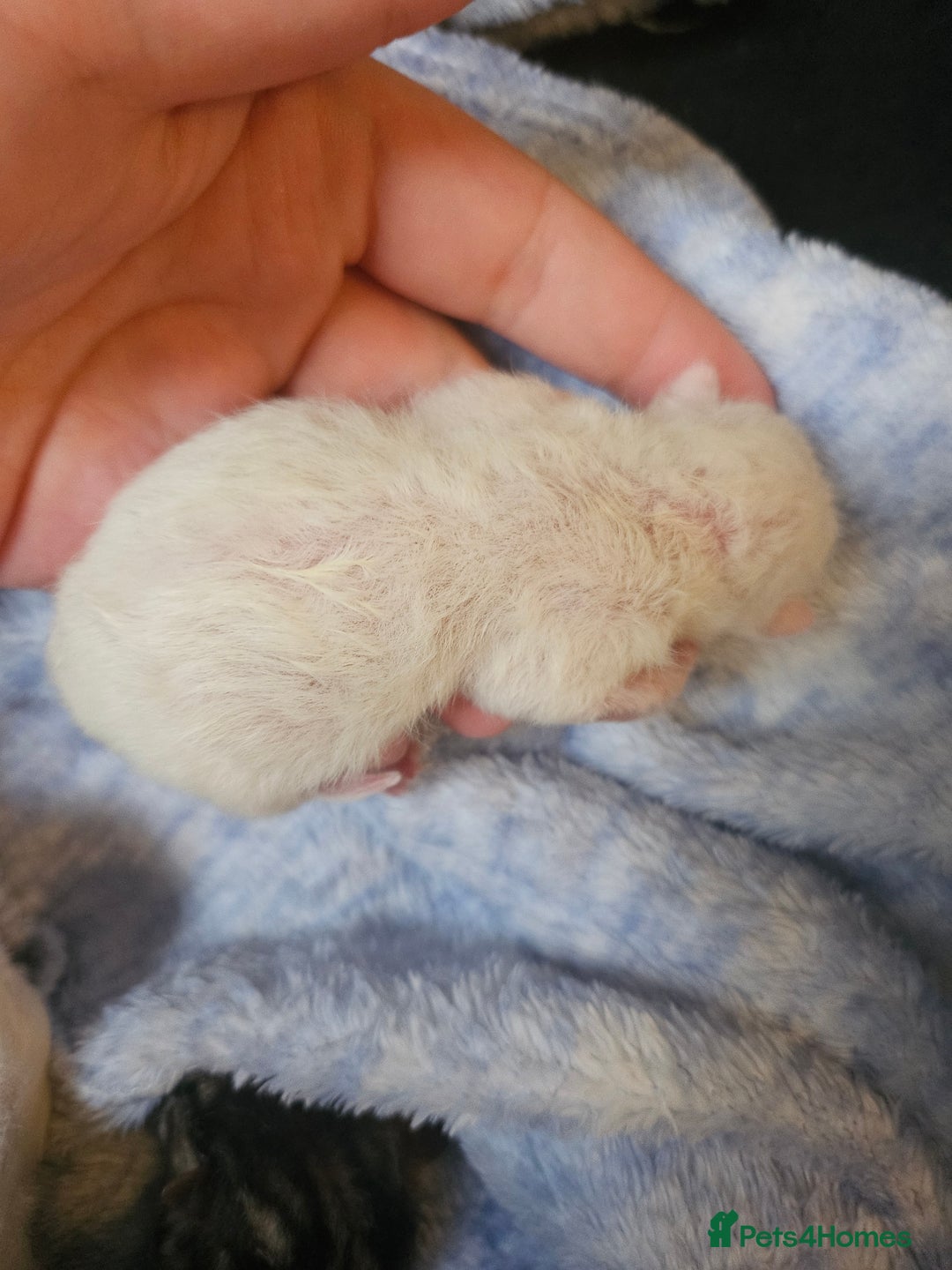 Persian cats for sale: 3 beautiful persian cross shorthair kittens  - Image 4