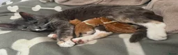 Mixed Breed cats for sale: Ginger tiger print kittens - Advert 5