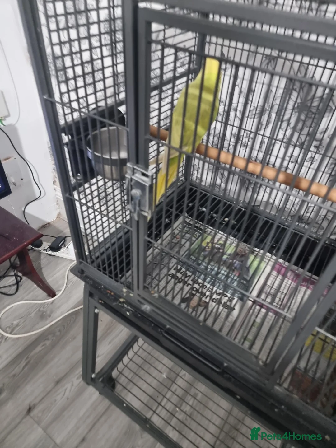 Parrots birds for sale: Beautiful baby ringneck talking parrot  - Advert 2