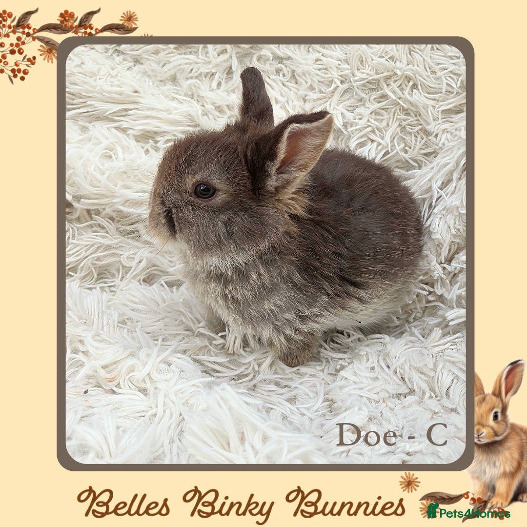 Mini Lop rabbits for sale: 🧡 SOLD 🧡 Baby Mini Lop 🧡 - Advert 9