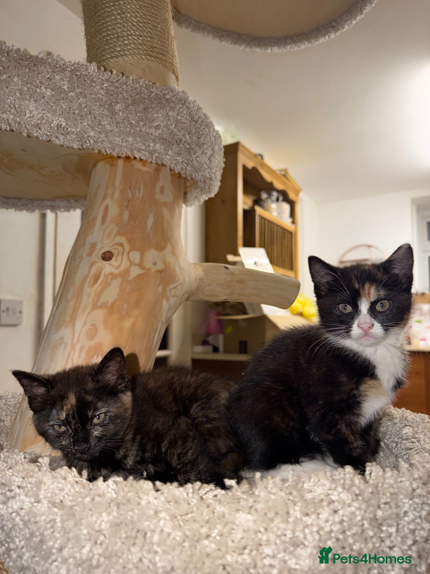 Mixed Breed cats for sale: £350 for 2 Adorable BSH mixed kittens💜 💖 - Advert 22