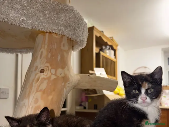 Mixed Breed cats for sale: £350 for 2 Adorable BSH mixed kittens💜 💖 - Advert 22
