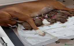 Boxer dogs for sale: BEAUTIFUL BOXER PUPPIES BOBTAIL AND TAIL - Image 13