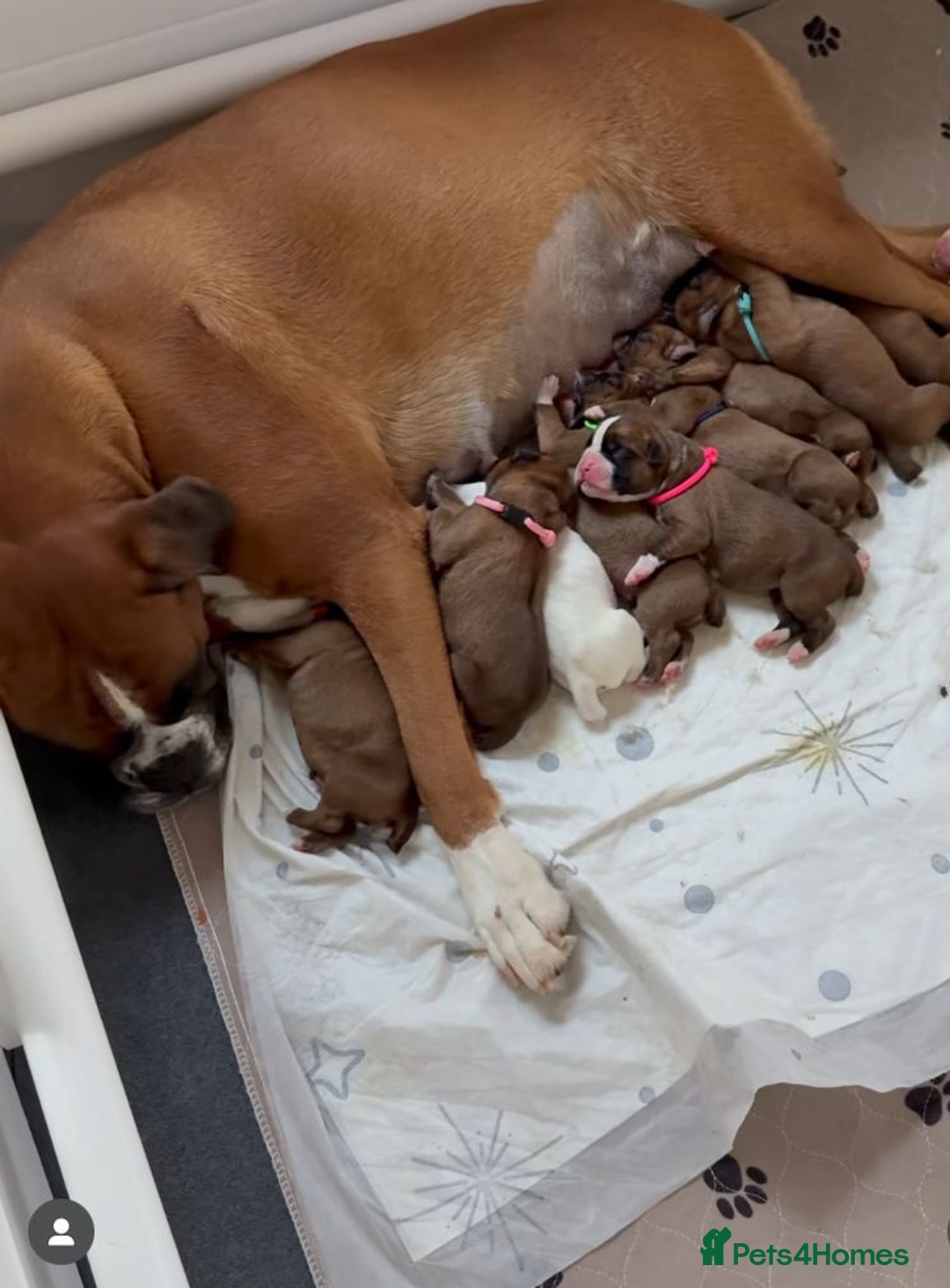 Boxer dogs for sale: BEAUTIFUL BOXER PUPPIES BOBTAIL AND TAIL - Image 13