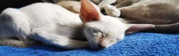 Siamese cats for sale: Siamese Kittens for sale - Advert 4