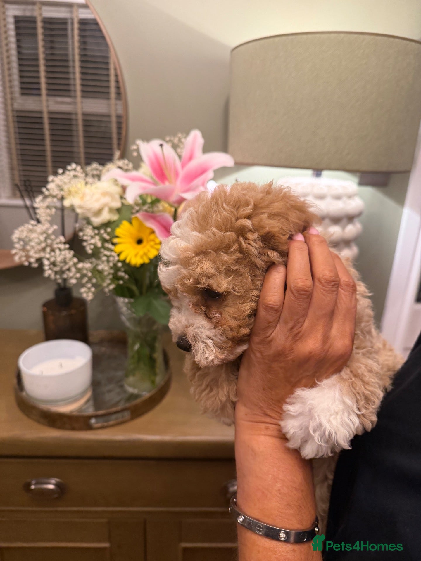 Maltipoo dogs LAST BOY AVAILABLE - Stunning Maltipoo babies  - Advert 2