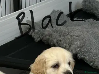 Golden Retriever dogs Fully health tested kc registered litter - Advert 7