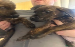 Mixed Breed dogs for sale: Cane corso x doberman - Image 4