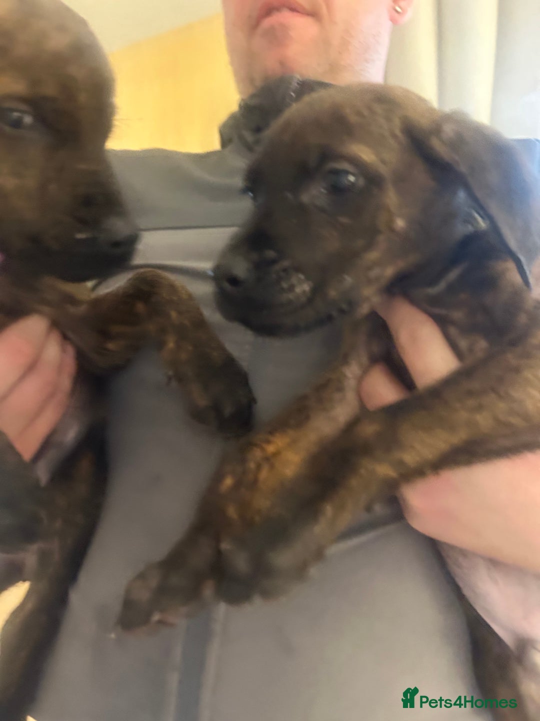 Mixed Breed dogs for sale: Cane corso x doberman - Image 4