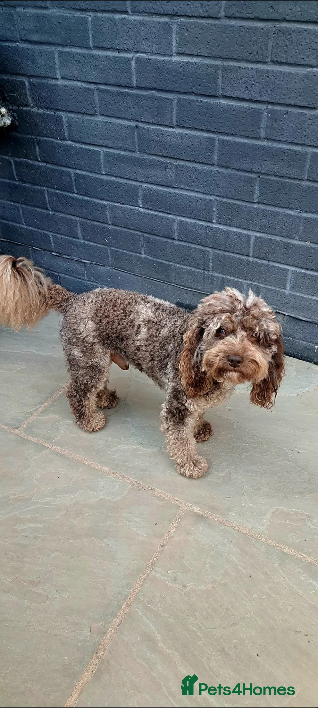 Miniature Poodle dogs for stud: Cockapoo stud f1b merle proven health tested  - Advert 2