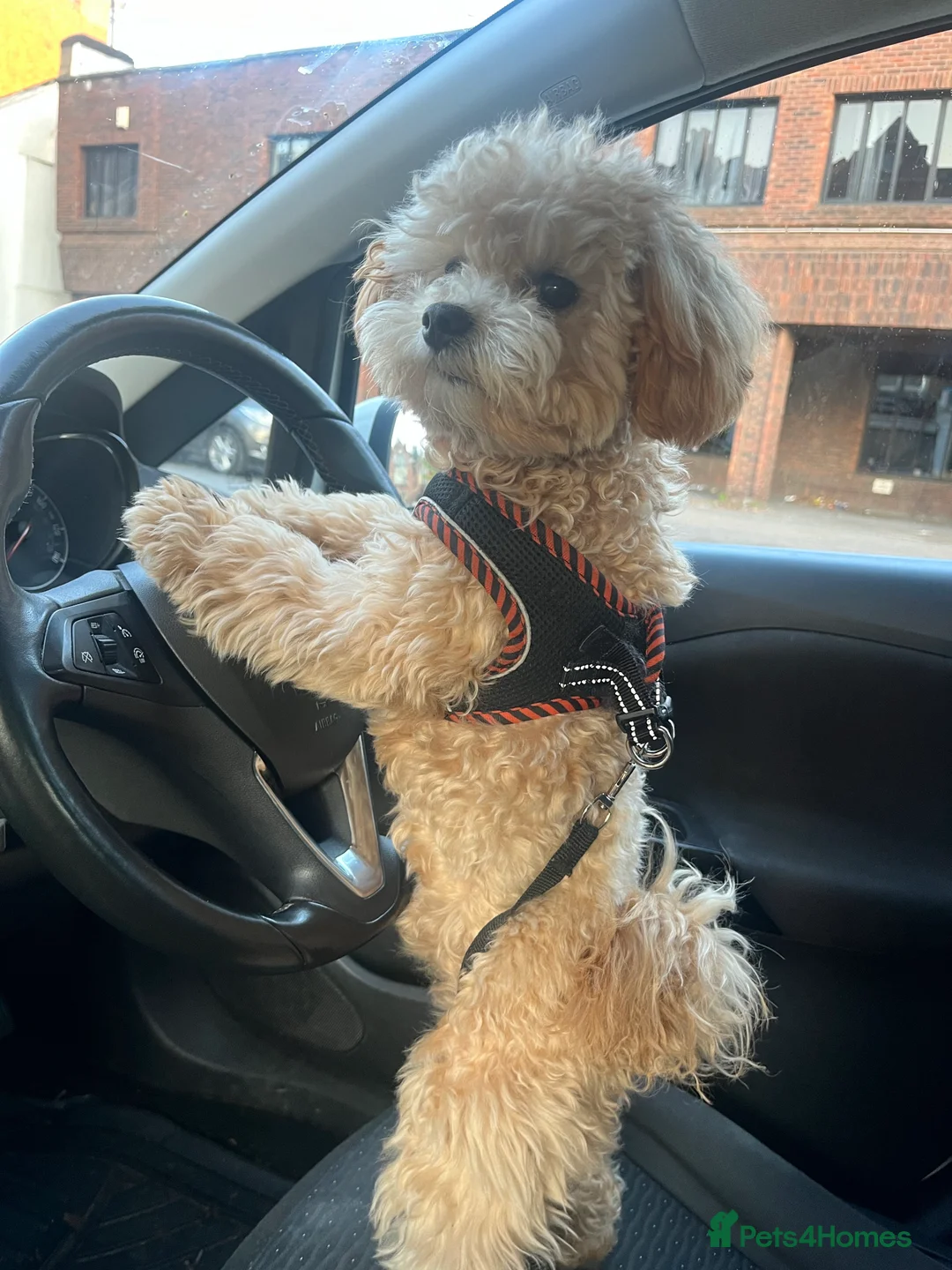 Maltipoo dogs for stud: Maltipoo STUD   in Luton - Advert 4