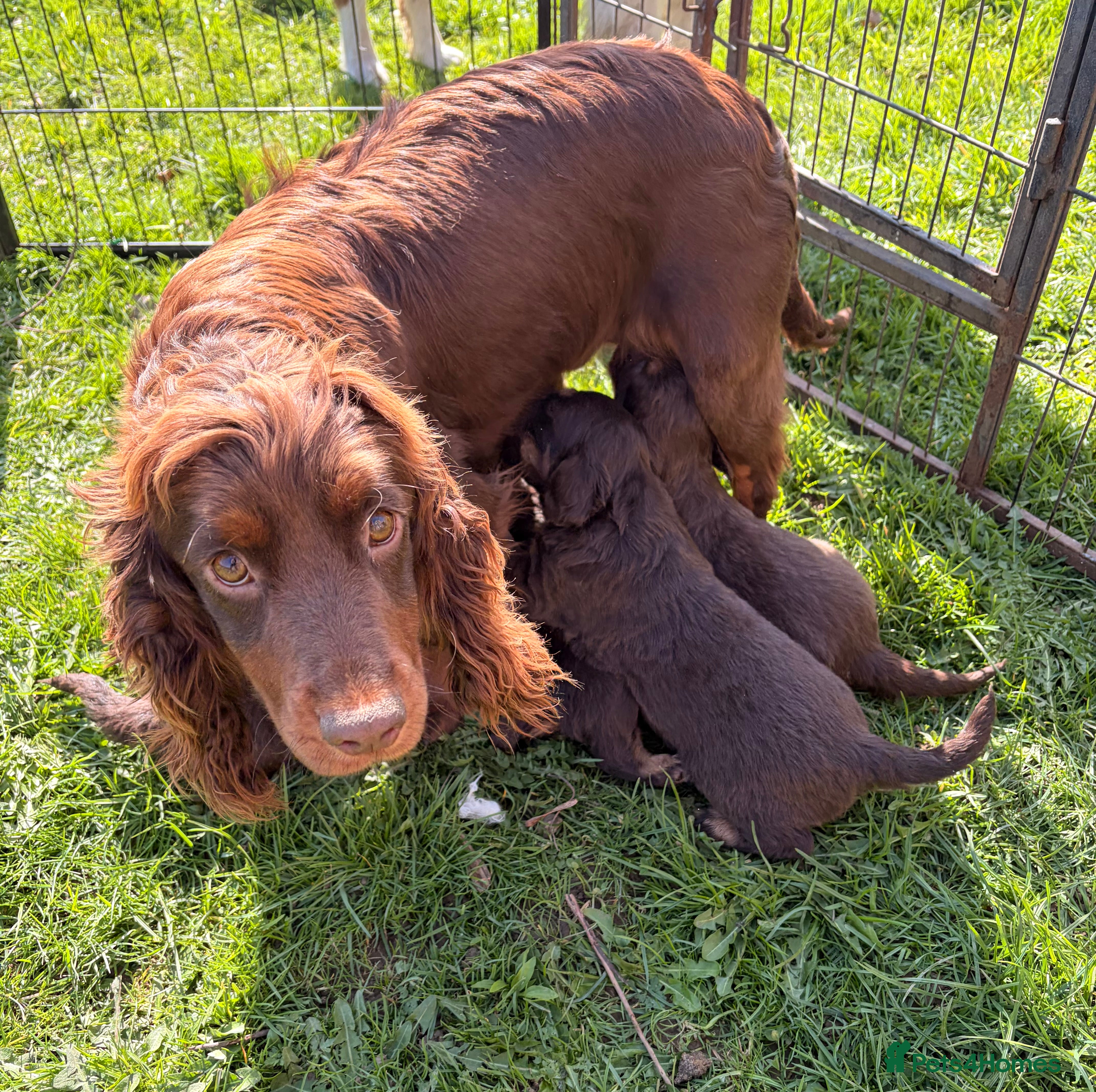 Cocker Spaniel dogs STUNNING WORKING COCKER SPANIEL PUPS.  - Advert 1