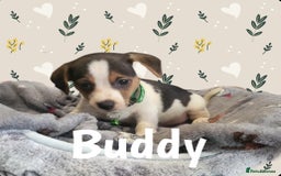 Jack Russell dogs for sale: miniature Jack Russell Puppies - Image 5