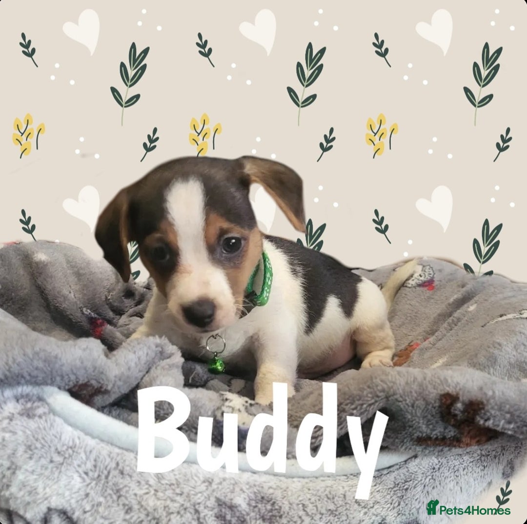 Jack Russell dogs for sale: miniature Jack Russell Puppies - Image 5