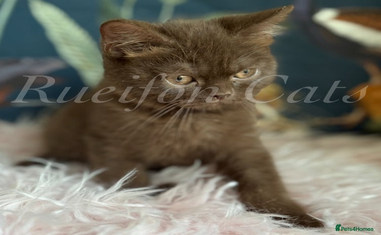 British Shorthair cats - Advert 13
