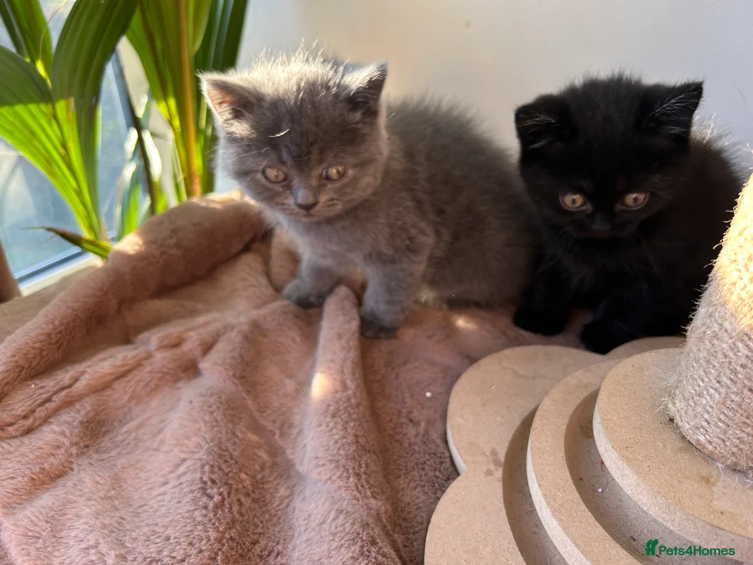 British Shorthair cats for sale: 2 female british shorthair kittens ready to go  - Advert 13