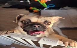 Frug dogs for sale: Frug for sale - Image 2