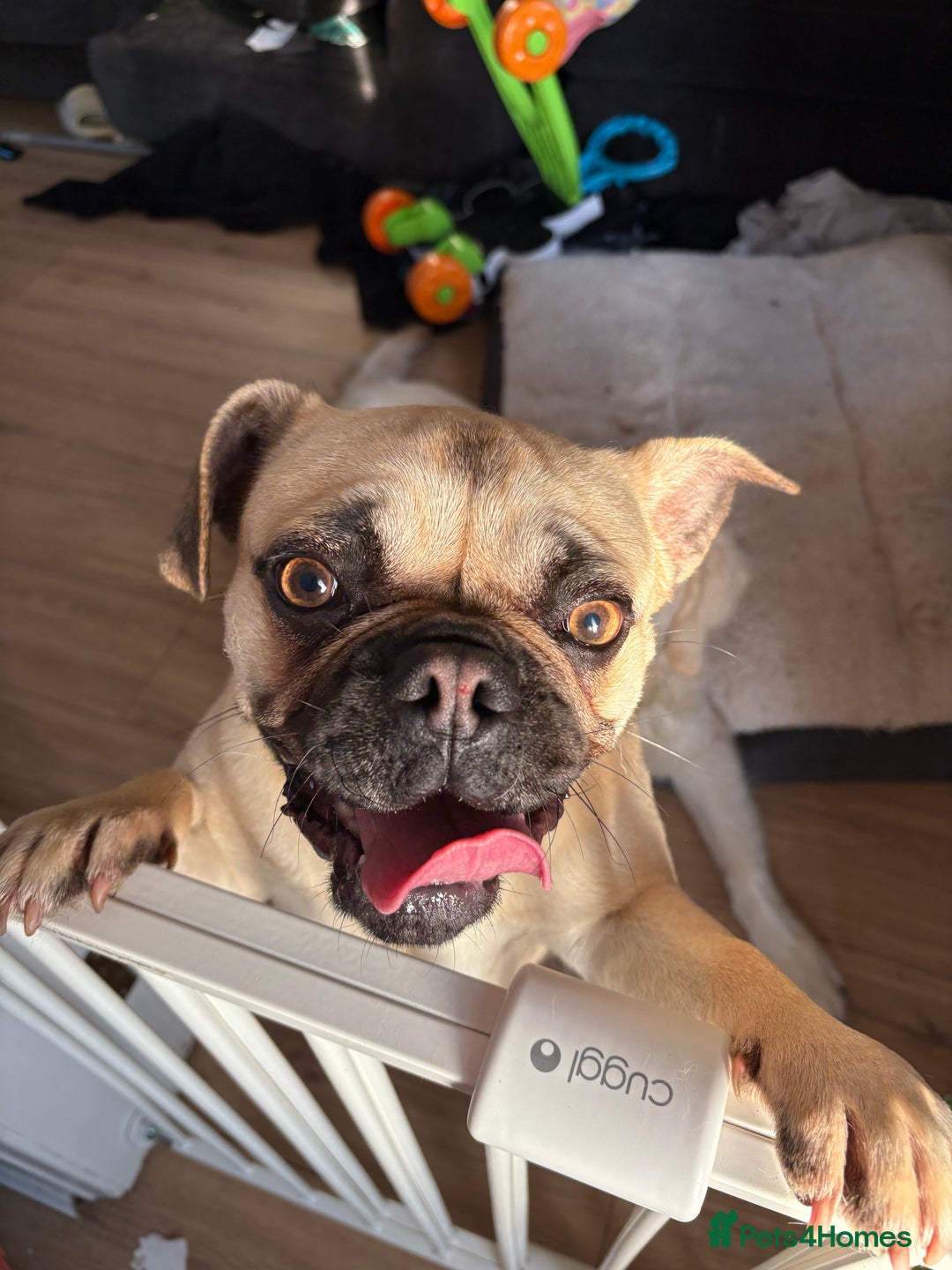 Frug dogs for sale: Frug for sale - Image 2