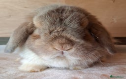 Mini Lop rabbits for sale: 2 x adult mini lop bucks - Image 16