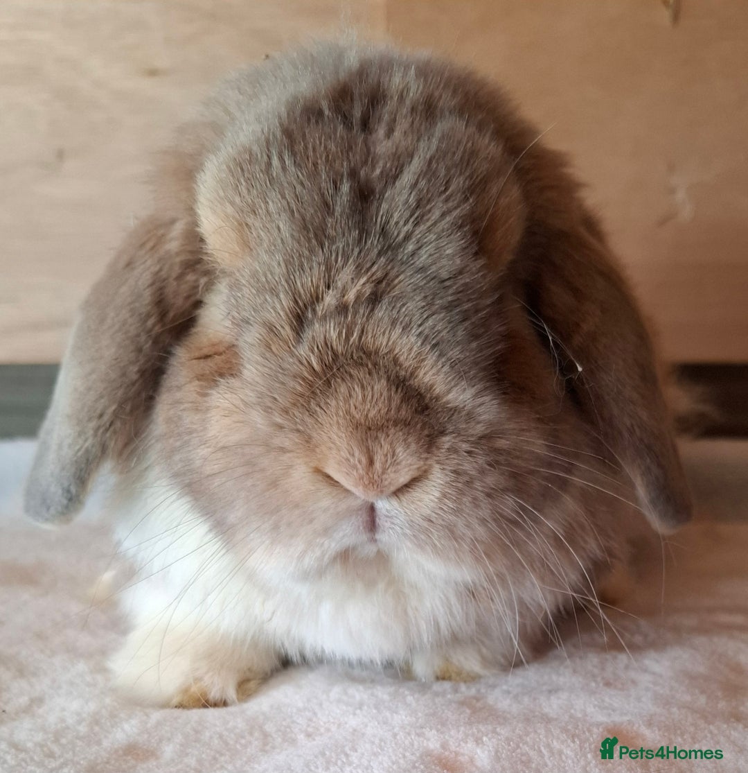 Mini Lop rabbits for sale: 2 x adult mini lop bucks - Image 16