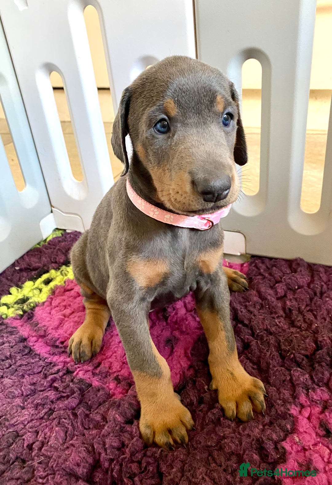 Dobermann dogs for sale: DOBERMAN PUPPIES (BOTH KC HEALTH TESTED PARENTS) - Image 8