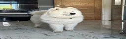 Samoyed dogs for sale: Beautiful Samoyed Puppies .    - Advert 7