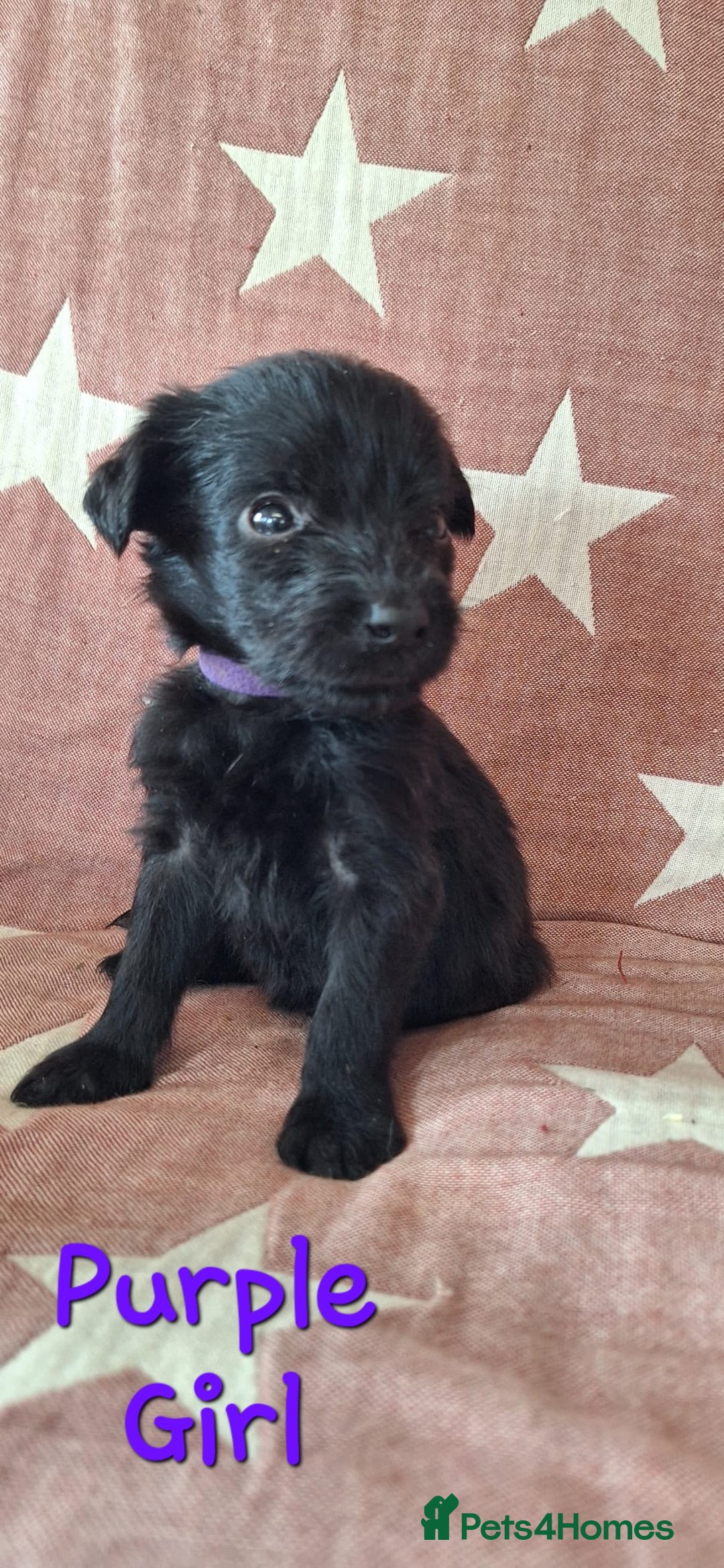 Australian Labradoodle dogs for sale: Miniture labradoodle puppies available  - Image 12