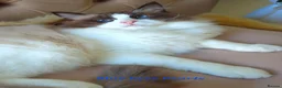 Ragdoll cats for sale: ✨ Exceptional Ragdolls,a distinguished lineage ✨ - Advert 14