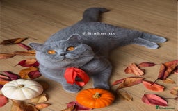 British Shorthair cats for sale: ✨Top quality lilac British shorthair✨ - Image 8