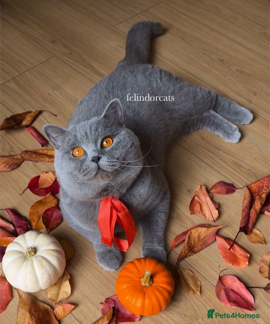 British Shorthair cats for sale: ✨Top quality lilac British shorthair✨ - Image 8