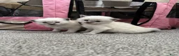 Ragdoll cats for sale: Pure blue point ragdolls  - Advert 20