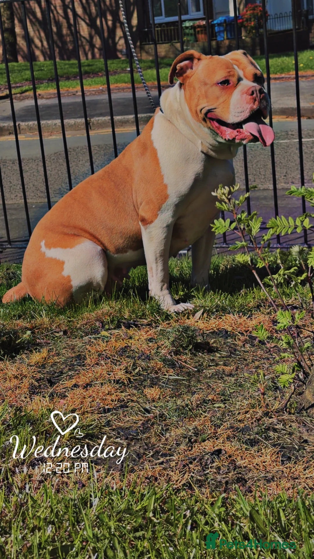 Mixed Breed dogs for stud: Dog stud in Oldham - Advert 2