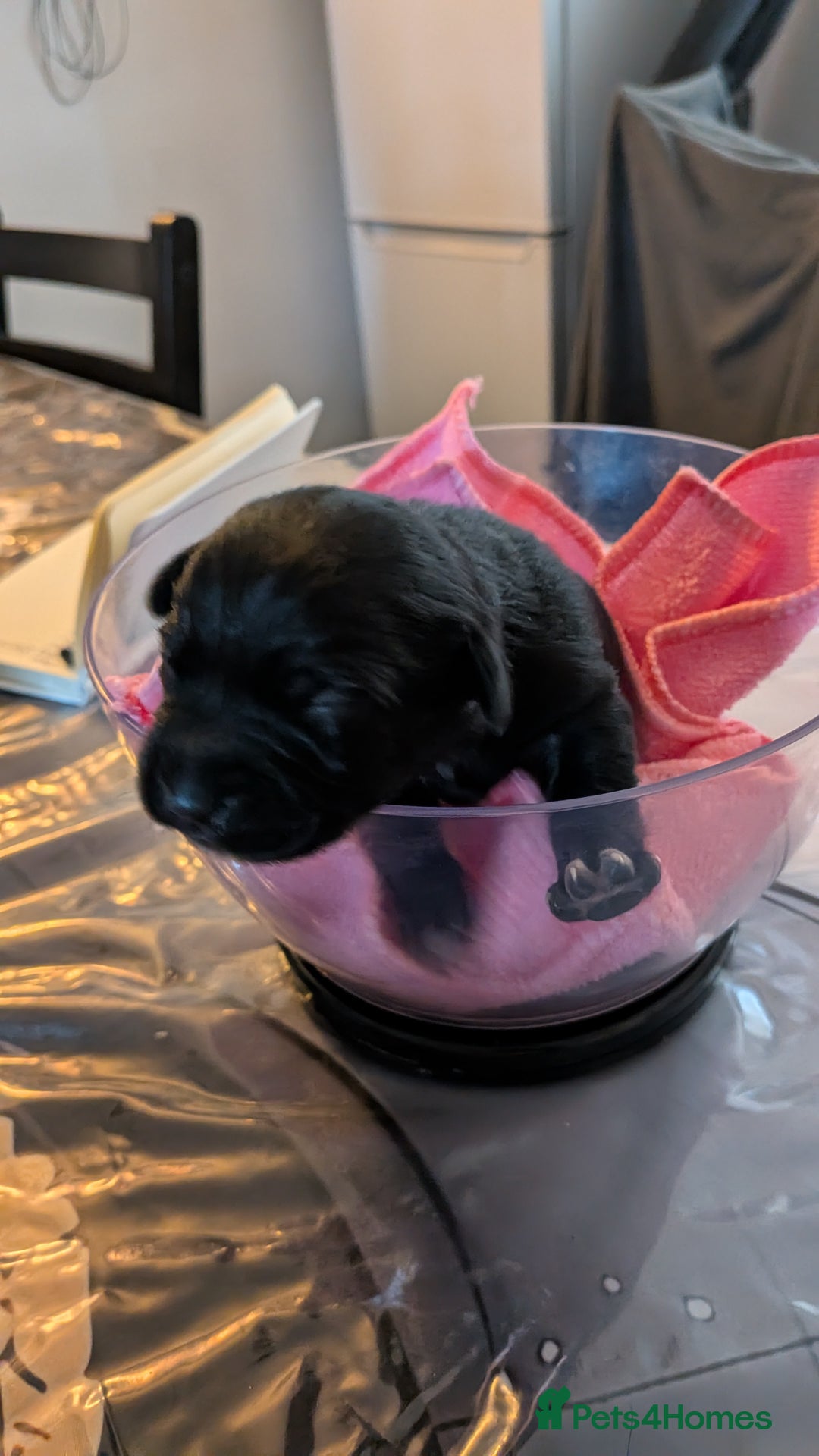 Mixed Breed dogs for sale: Puppies: Cocker Spaniel/Jack Russell  - Advert 7