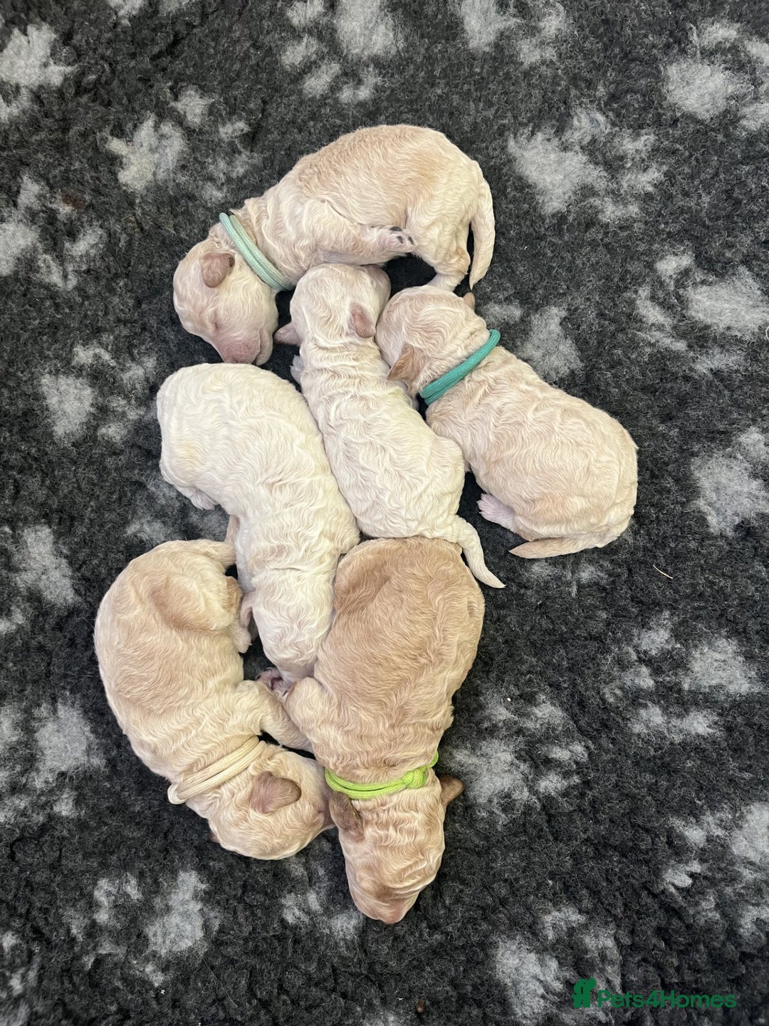 Miniature Poodle dogs for sale: Bred for temperament , health and quality. - Image 4