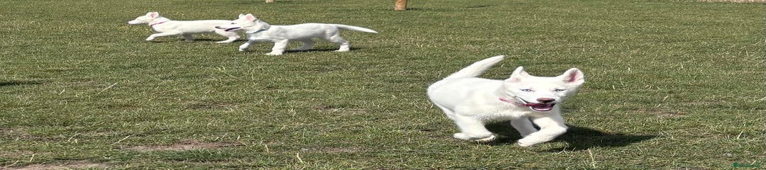 Puppy 6 - pure white female