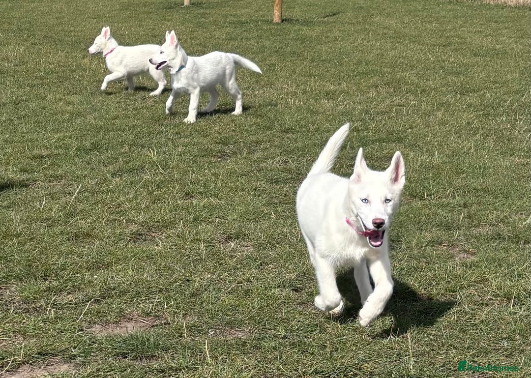 Utonagan dogs for sale: Last 2 Husky (Utonagon) Puppies - READY NOW - Image 29