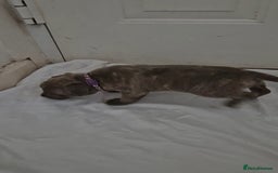 Staffordshire Bull Terrier dogs for sale: Blue Staffs £1,100 Deposit is £245 - Image 27