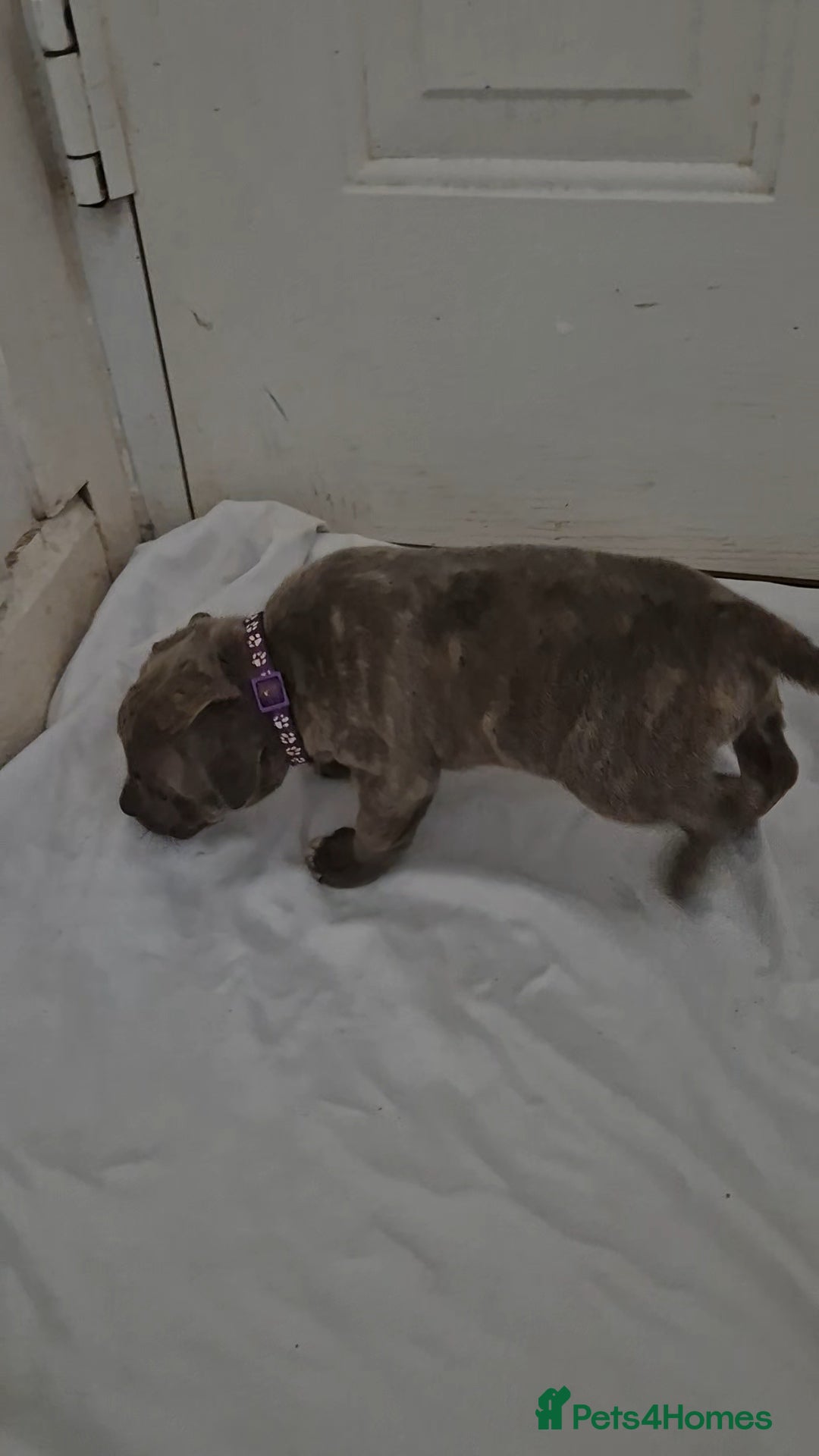 Staffordshire Bull Terrier dogs for sale: Blue Staffs £1,100 Deposit is £245 - Image 27