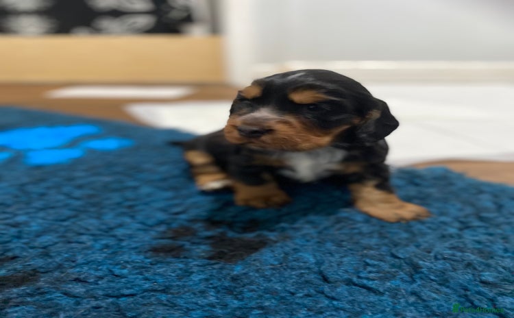 Cocker Spaniel dogs 2 super Black and Tan boy cocker spaniel puppies  - Advert 4