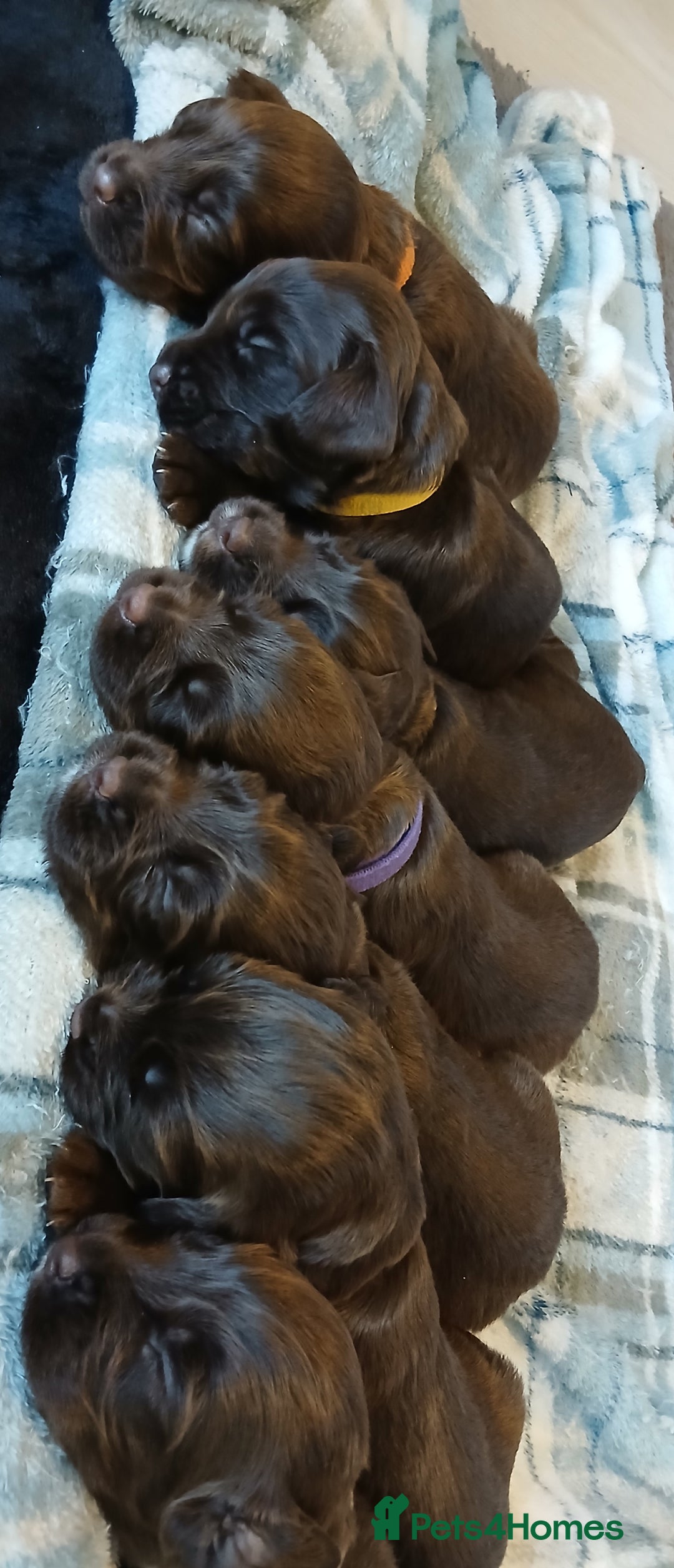 Sprocker dogs for sale: Sprocker puppies  - Image 5