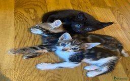 Bengal cats for sale: 7 adorable bengal/tort kitties available now!  - Image 12
