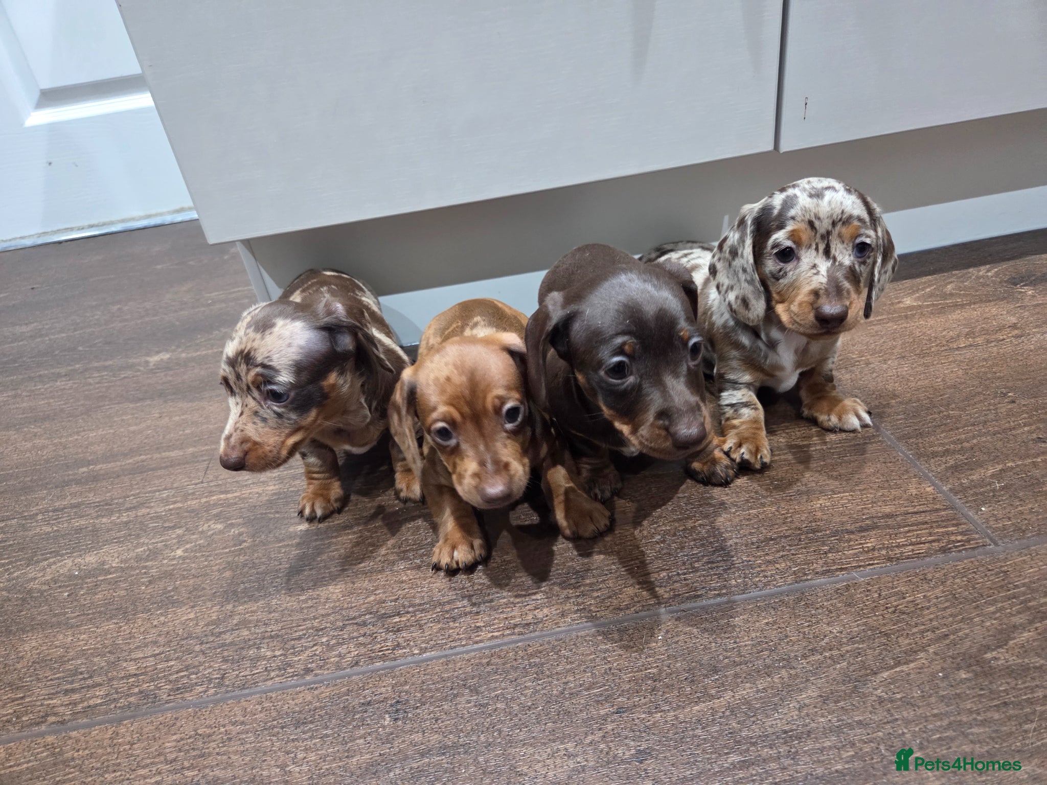 Miniature Dachshund dogs Tiny Ted dapple minature Dachshund stud  - Advert 2