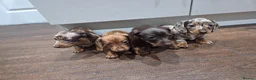 Miniature Dachshund dogs for stud: Tiny Ted dapple minature Dachshund stud  - Advert 2